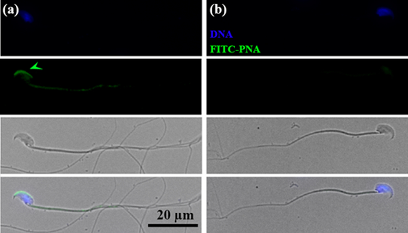 FIGURE 6: