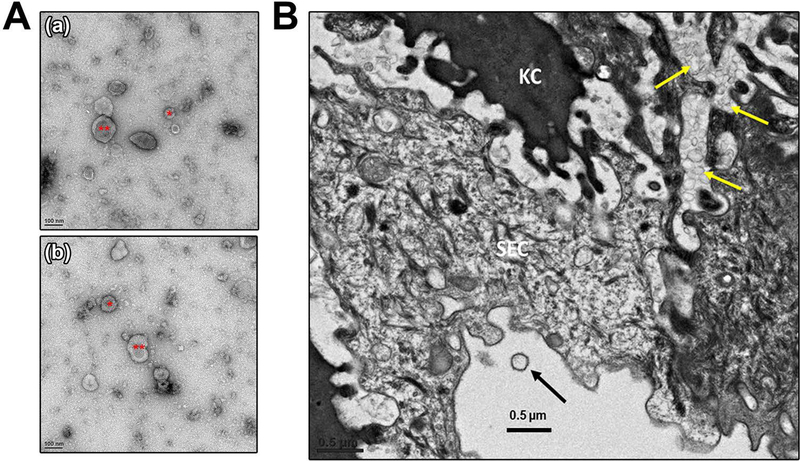 FIGURE 1: