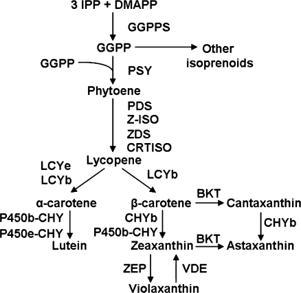 Fig. 1