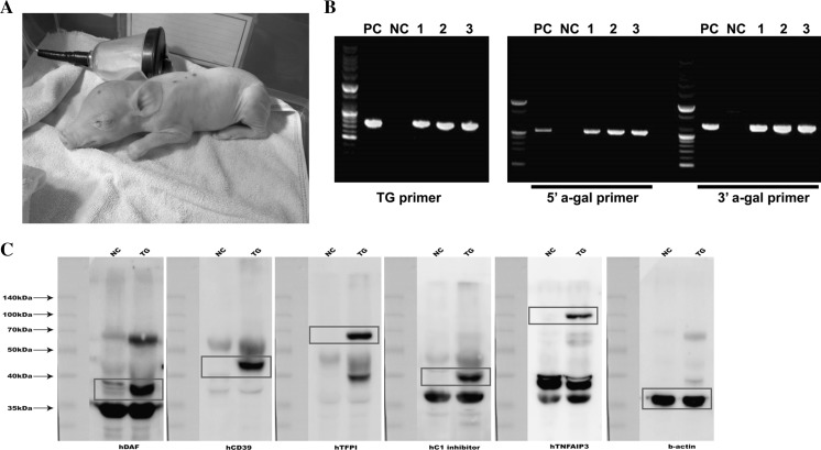 Fig. 2