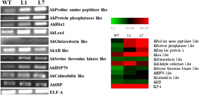 Figure 7