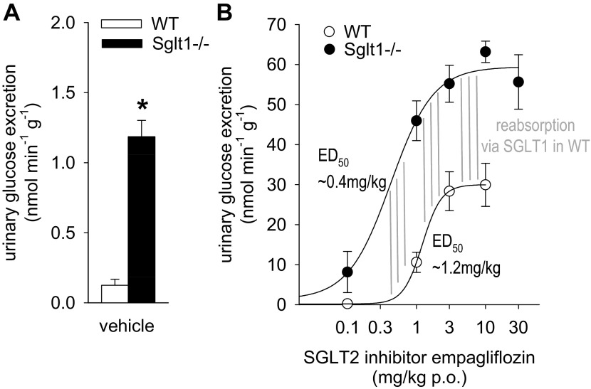 Increase in SGLT1-mediated transport explains renal glucose ...