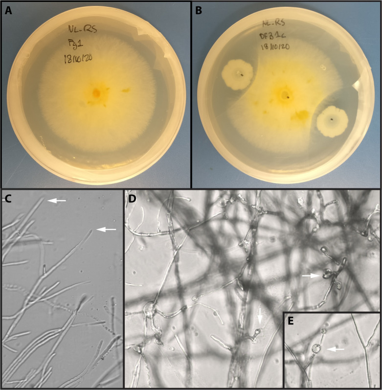 Fig 3