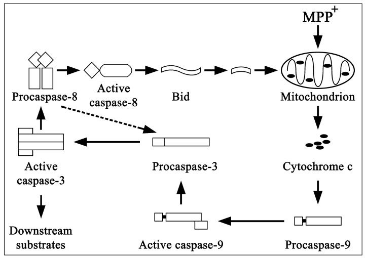 Fig. 8.