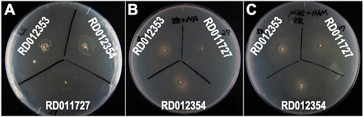 Figure 5