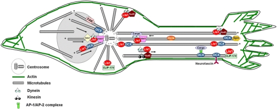 Fig. 7