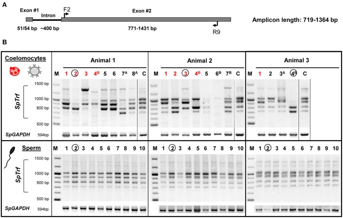 Figure 5