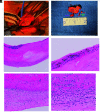FIG 2.