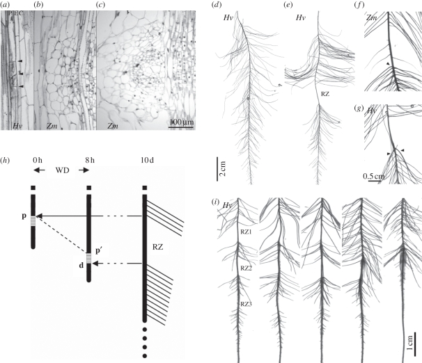 Figure 1.