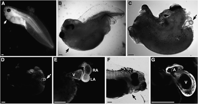 FIG. 5.