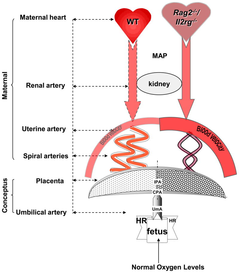 Fig 6