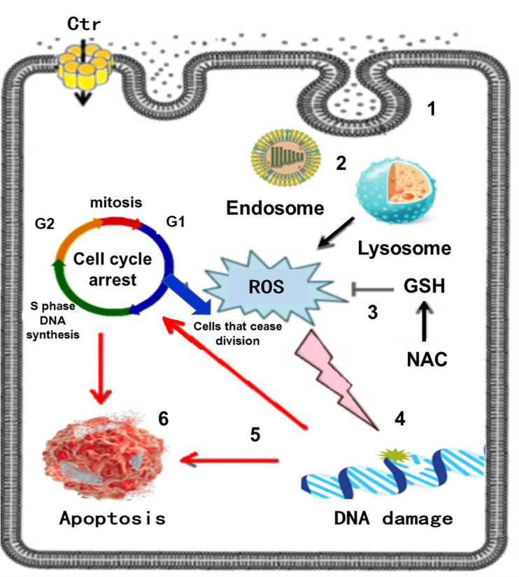 FIGURE 12