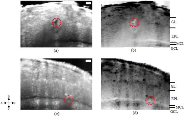 Fig. 6