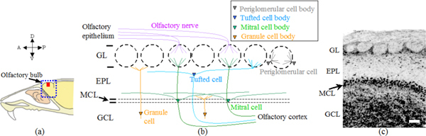 Fig. 1