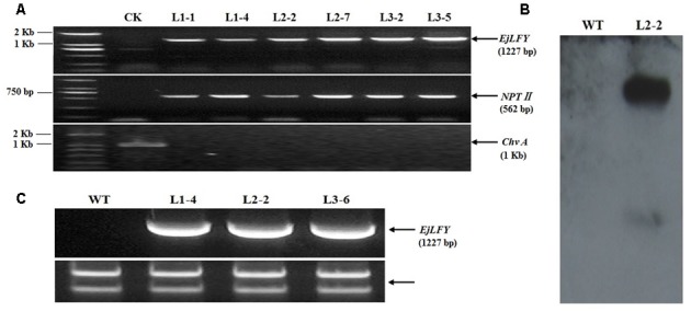 FIGURE 5