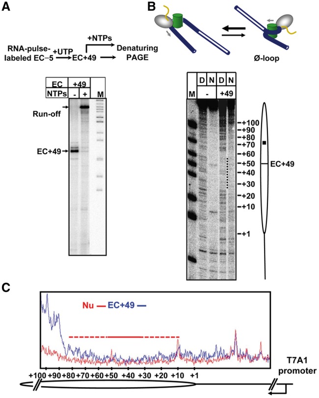Figure 5.