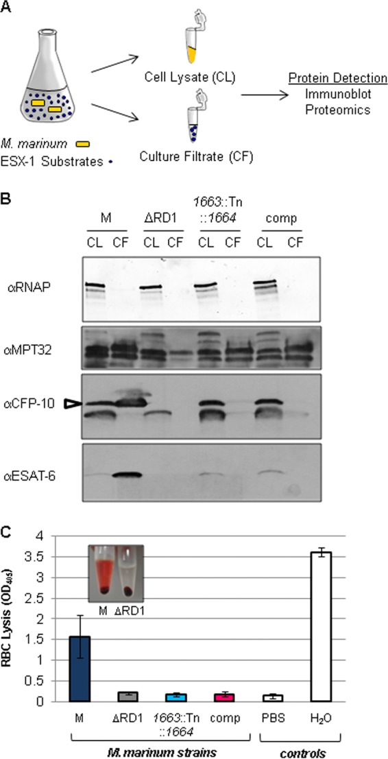 FIG 2