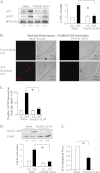 FIGURE 10.