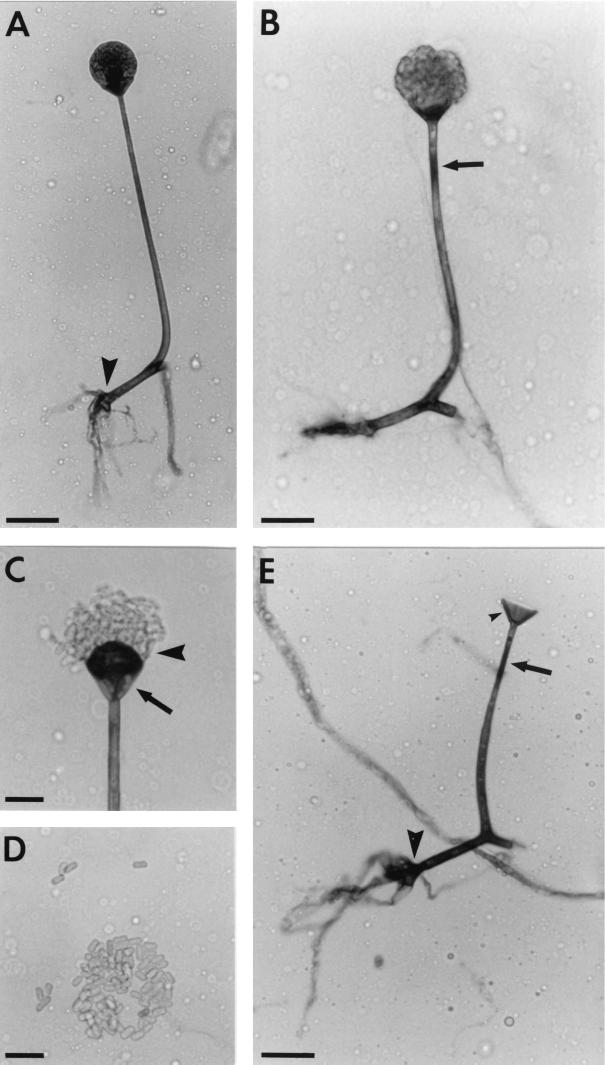 FIG. 14