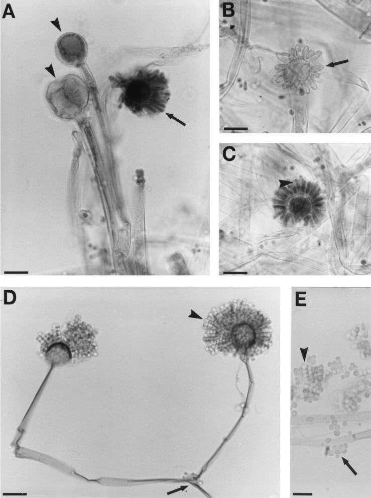 FIG. 18