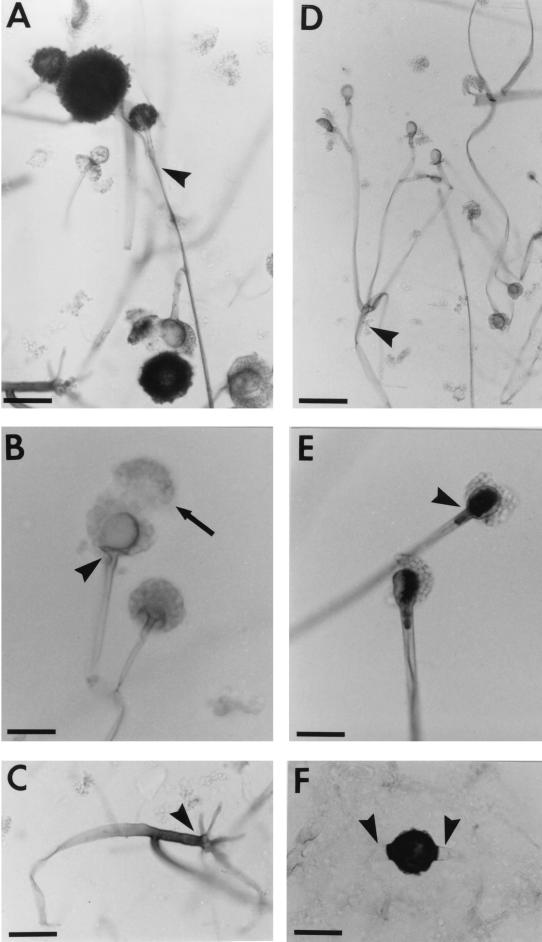 FIG. 12