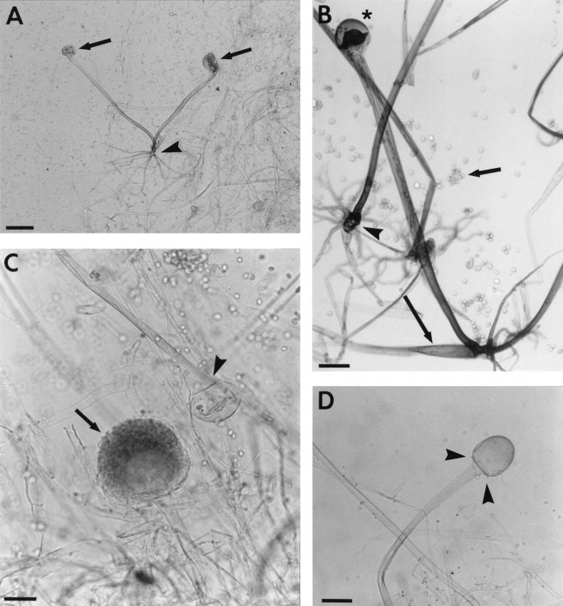 FIG. 10