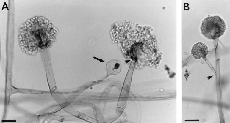 FIG. 11