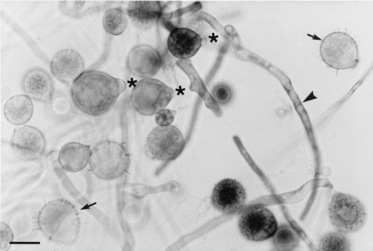 FIG. 20