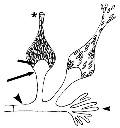 FIG. 15