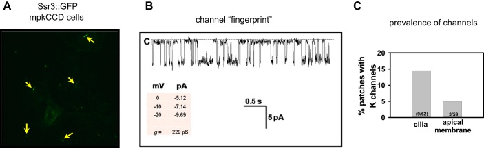 Fig. 7.