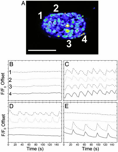 Fig. 3.