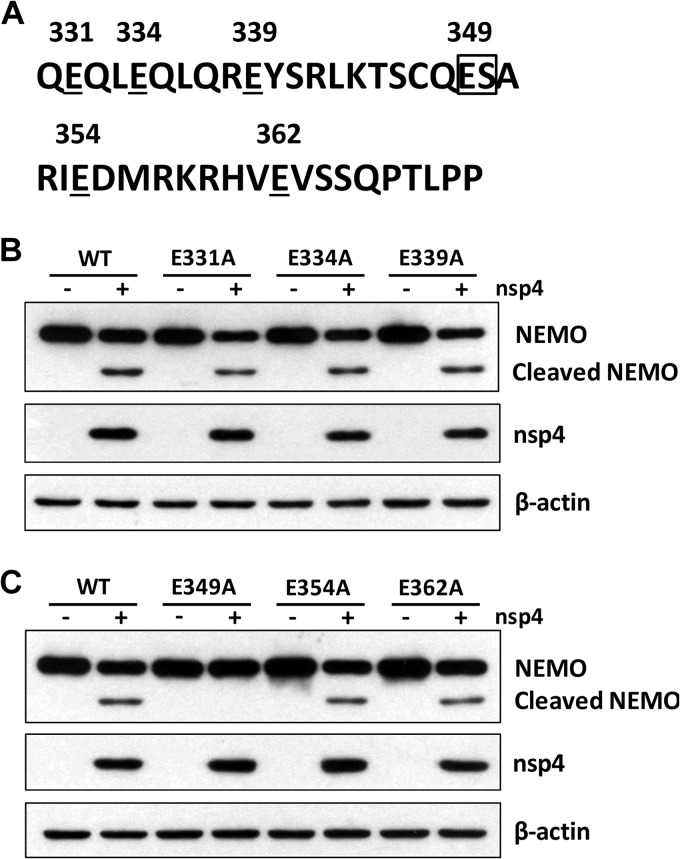 FIG 8