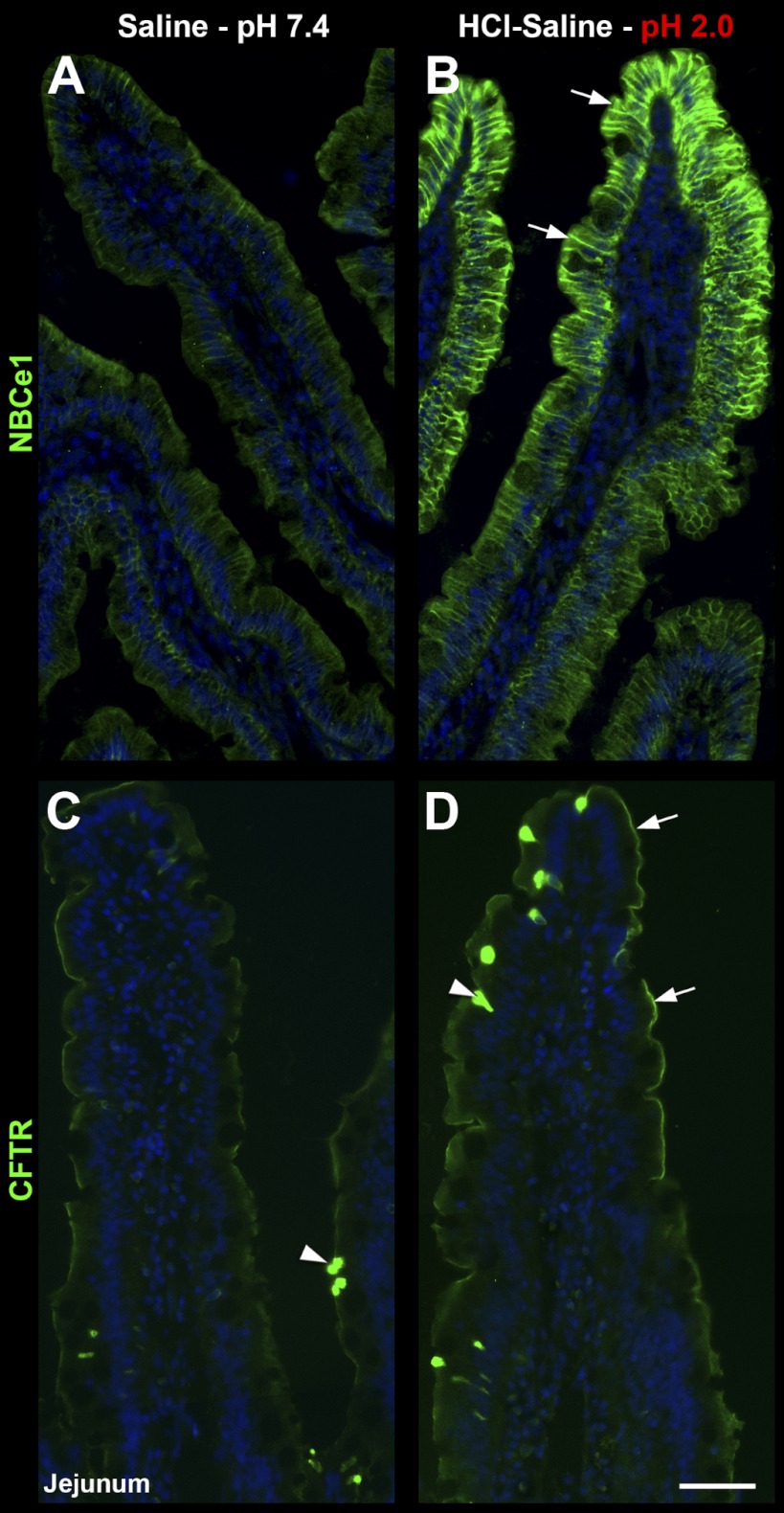 Fig. 4.