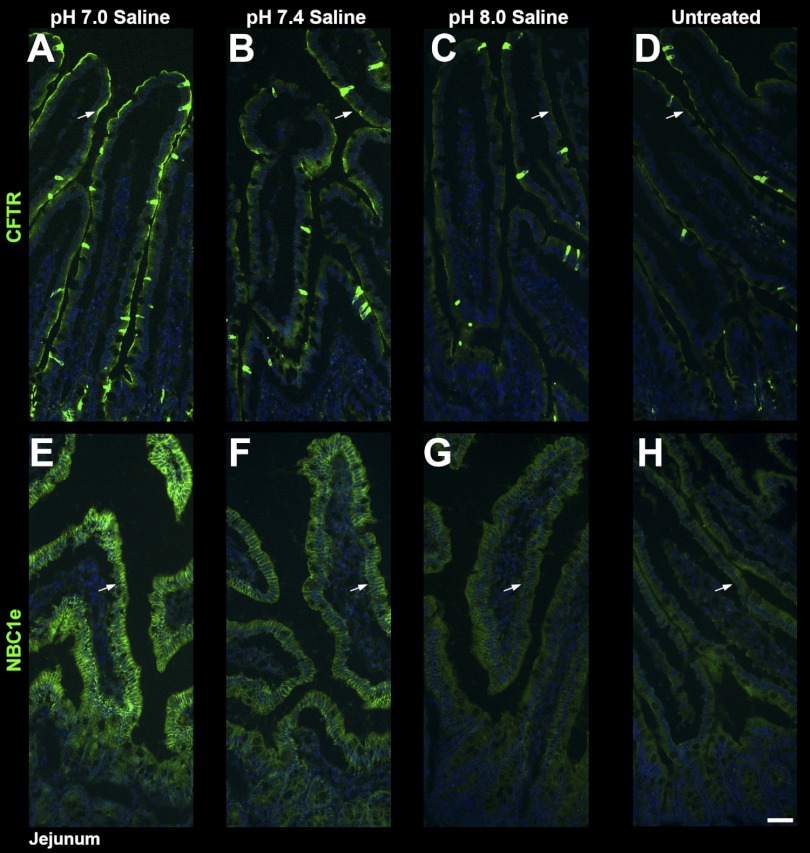 Fig. 9.