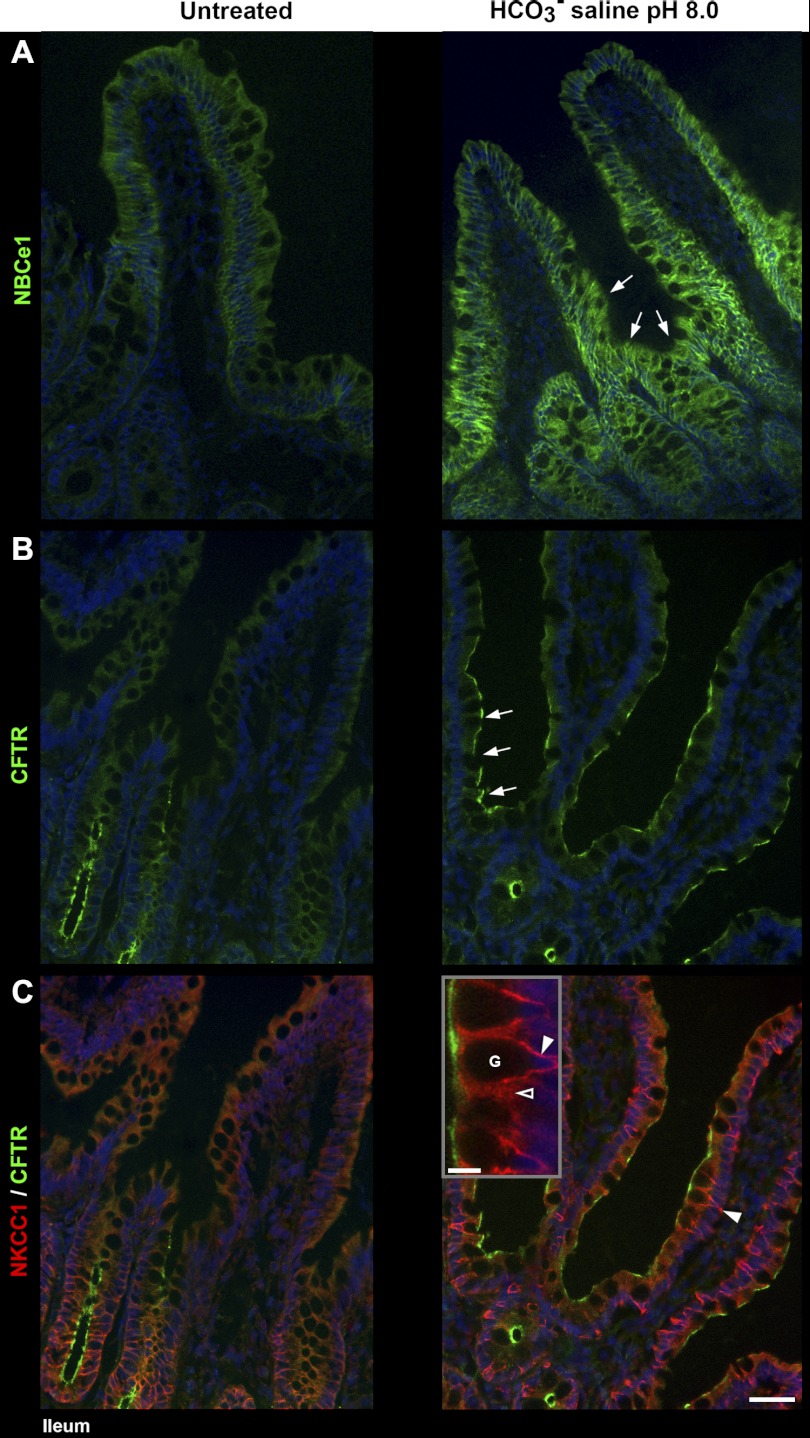 Fig. 8.