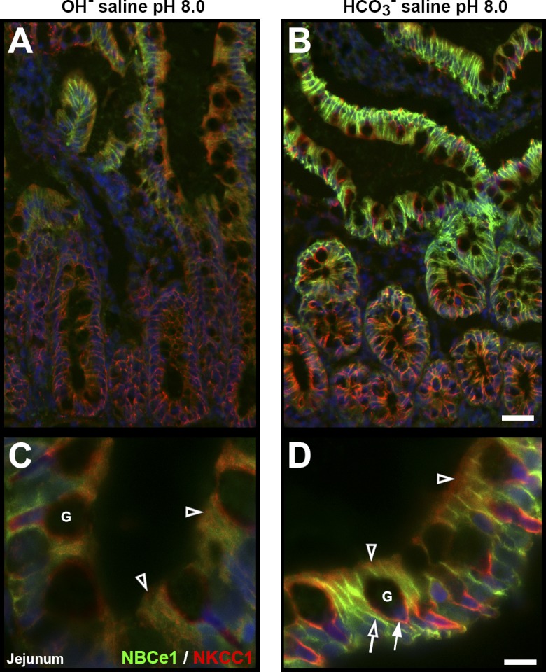 Fig. 10.