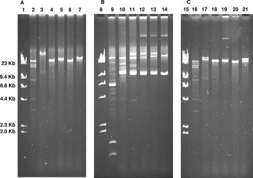 FIG. 2.