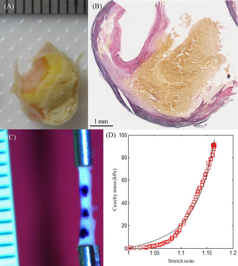 Fig. 8