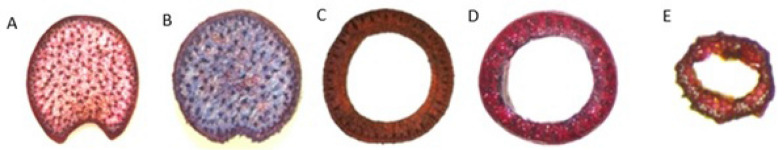 Fig. 2