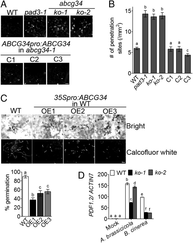 Fig. 6.