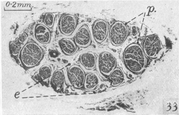 Fig. 33