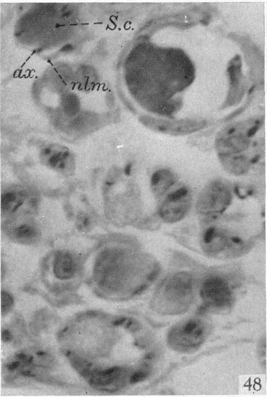 Fig. 48