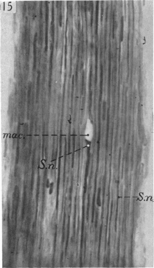 Fig. 15