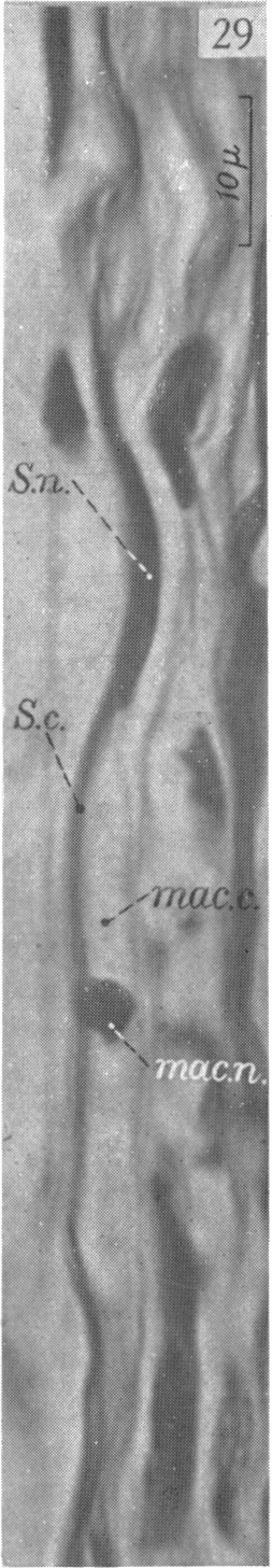 Fig. 29