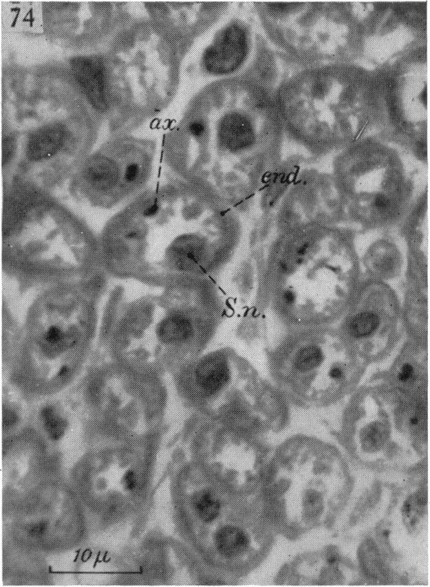 Fig. 74