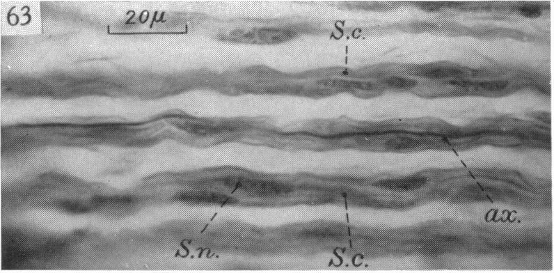 Fig. 63