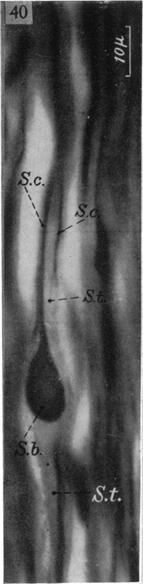 Fig. 40