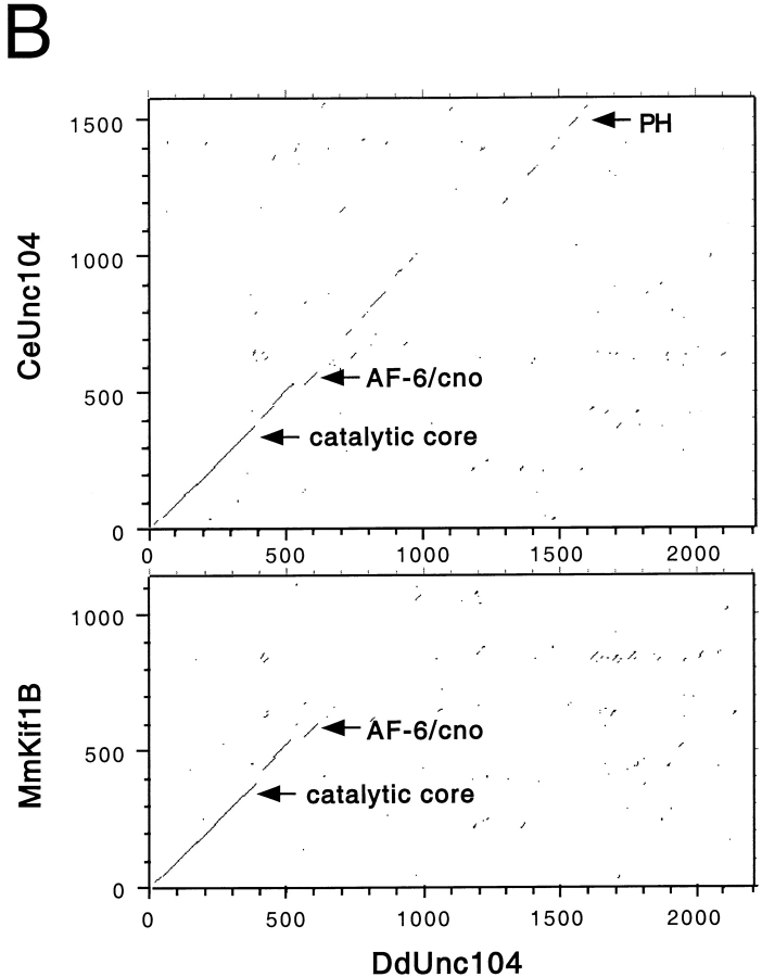 graphic file with name JCB9908111.f3b.jpg