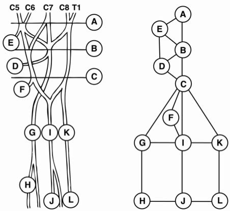 Fig. (1). Examined locations of neuropathy along the course of upper limb nerves.