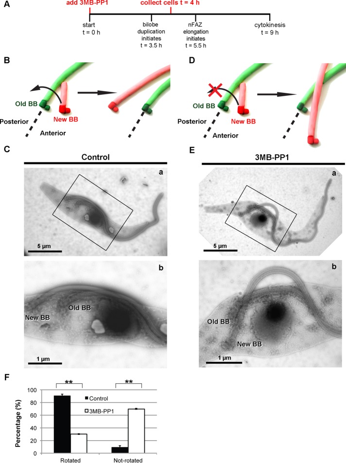 FIGURE 6: